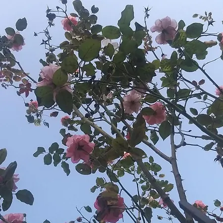 Casa Mavi Apartamento